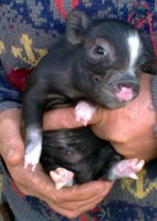 /album/teacup-pigs/black-boy-with-socks-and-blaze-born-9th-june-2012-jpg/